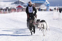 Lenk 2013